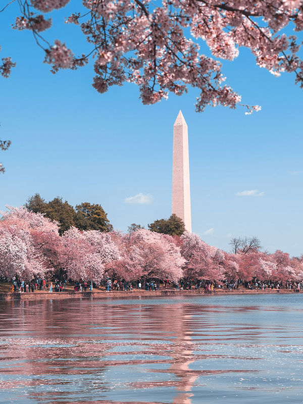 A photo of the Washington Monument, with cherry trees blooming around it.